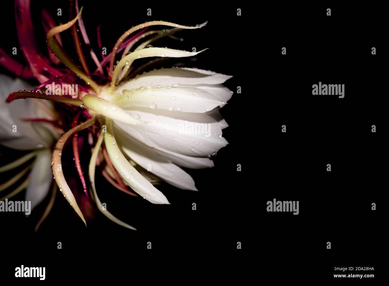 The Wijaya Kusuma (Epiphyllum Anguliger) flower blooms at midnight on a