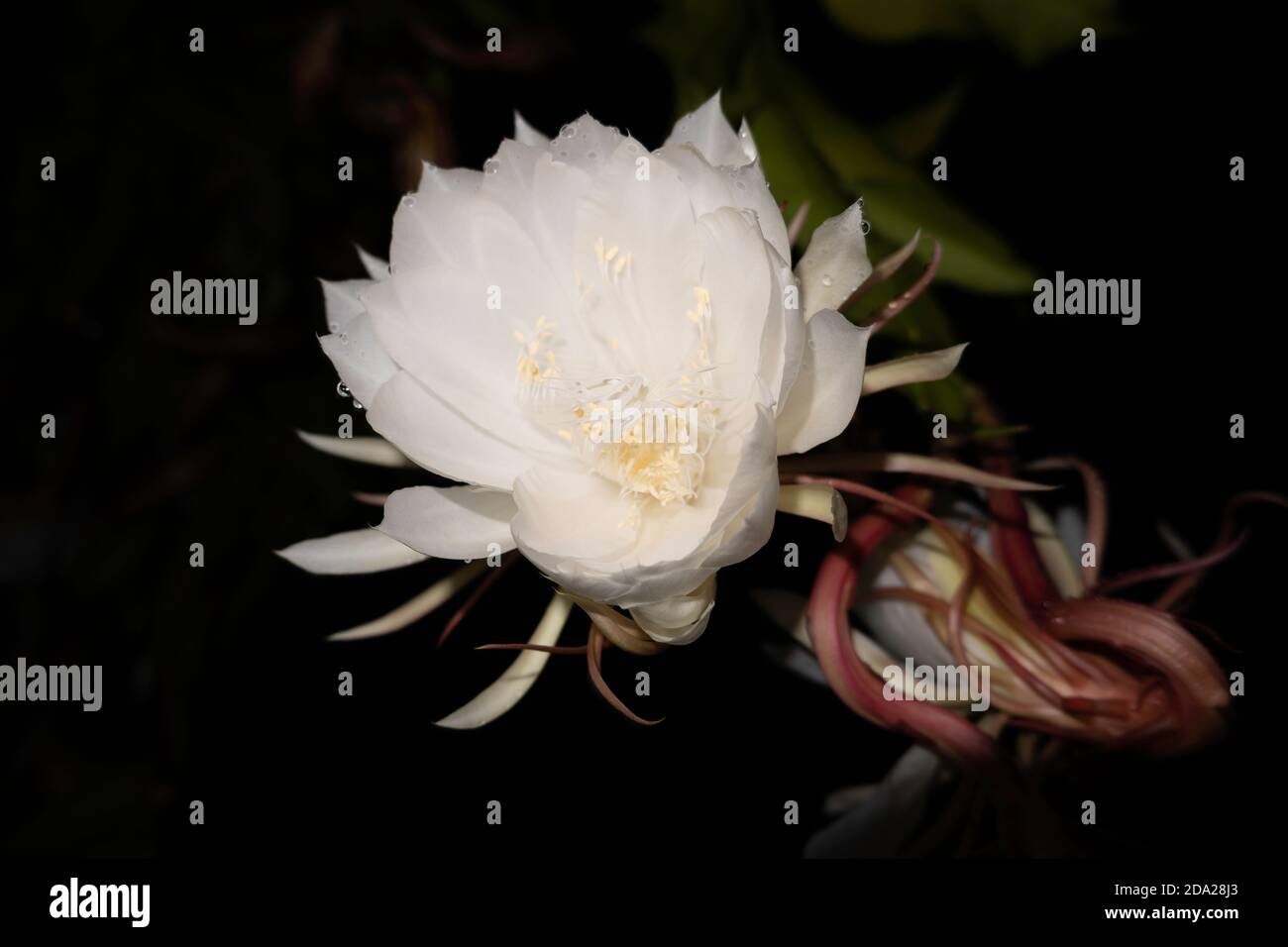 The Wijaya Kusuma (Epiphyllum Anguliger) flower blooms at midnight on a