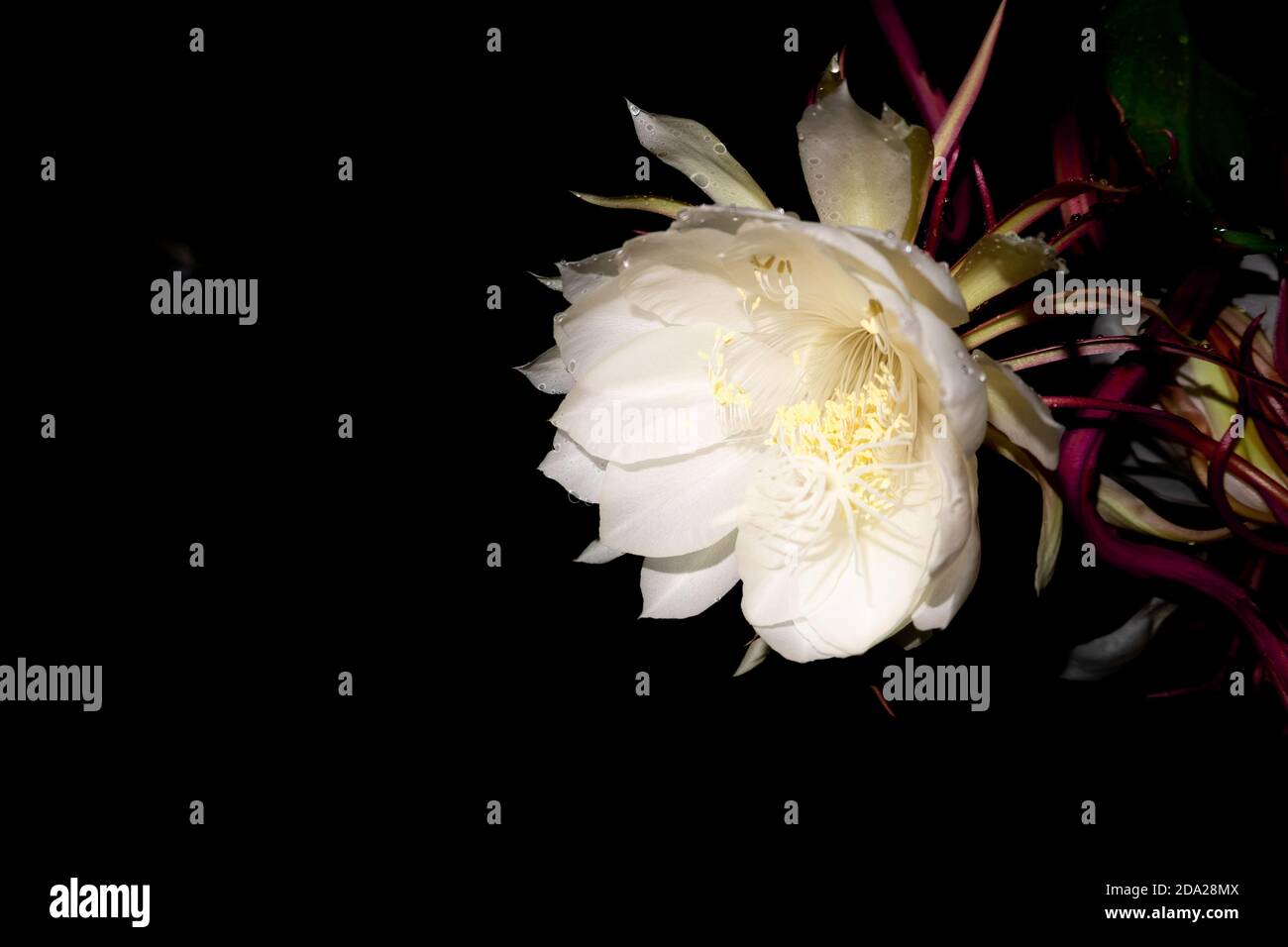 The Wijaya Kusuma (Epiphyllum Anguliger) flower blooms at midnight on a dark background Stock Photo