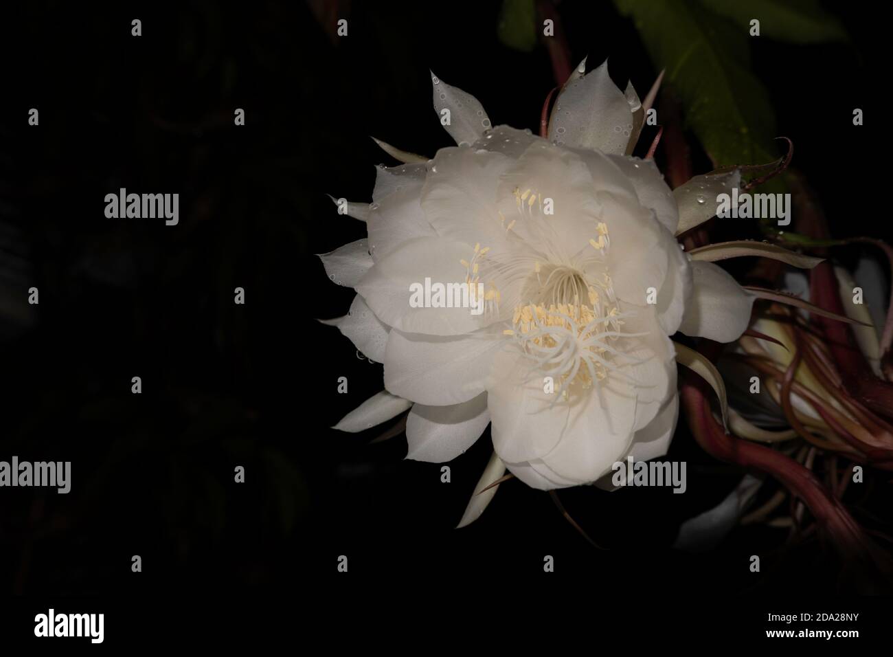 The Wijaya Kusuma (Epiphyllum Anguliger) flower blooms at midnight on a
