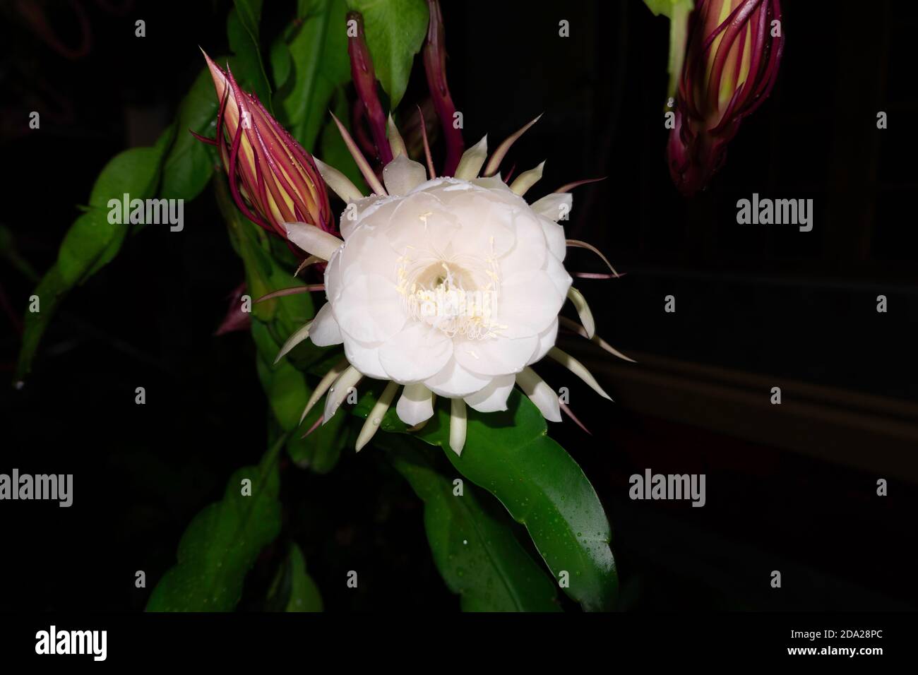 The Wijaya Kusuma (Epiphyllum Anguliger) flower blooms at midnight on a