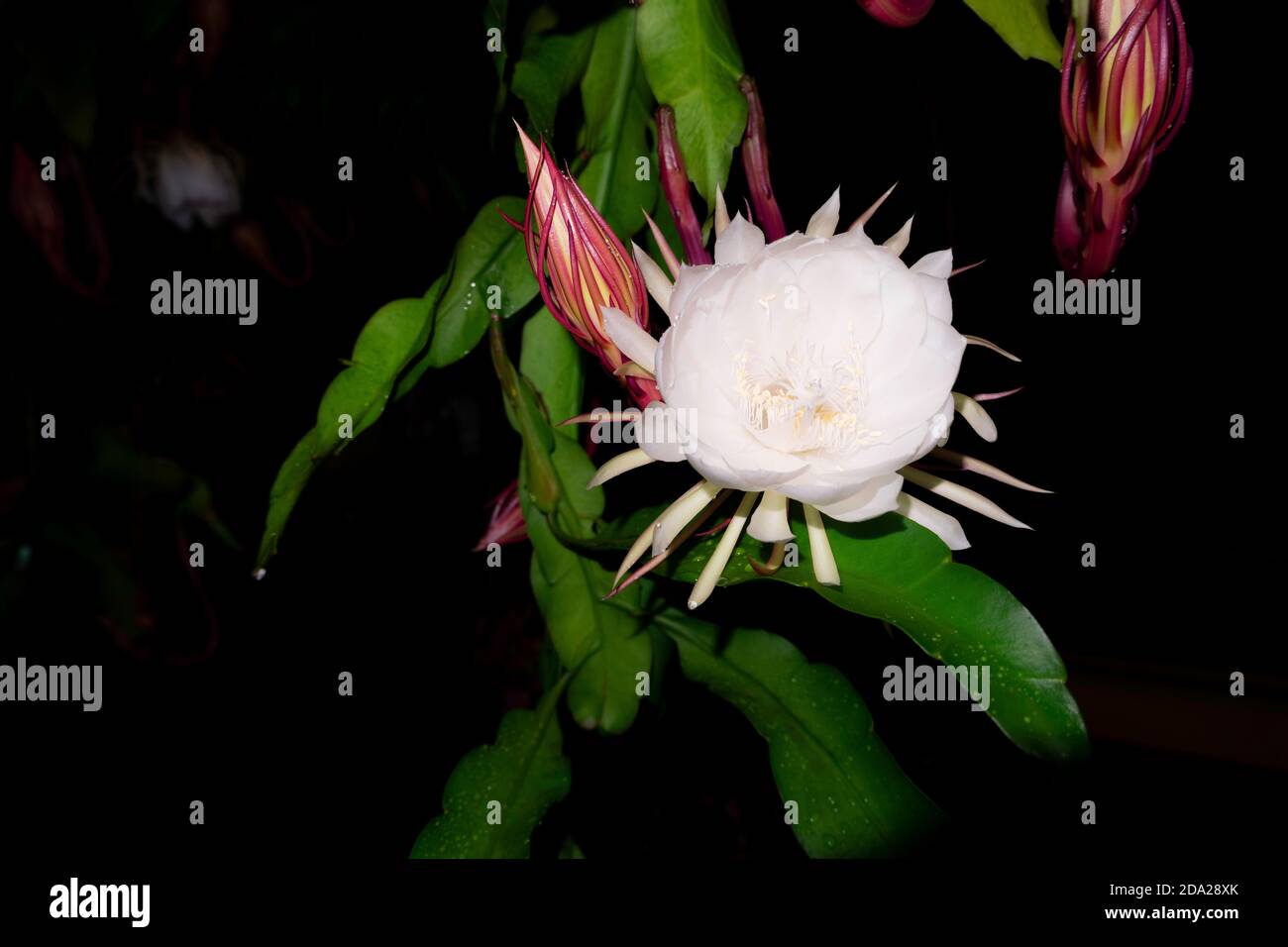 The Wijaya Kusuma (Epiphyllum Anguliger) flower blooms at midnight on a