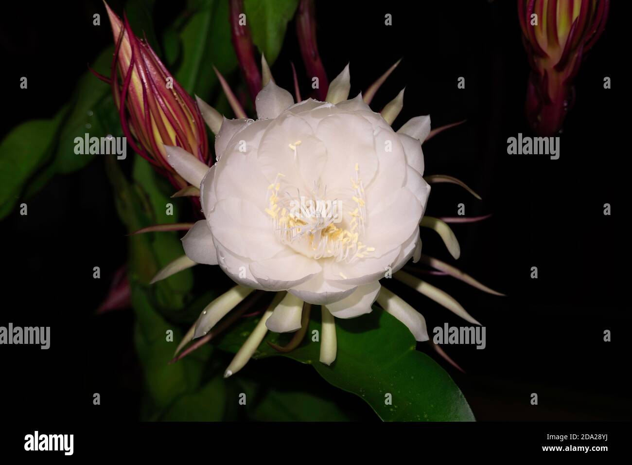 The Wijaya Kusuma (Epiphyllum Anguliger) flower blooms at midnight on a