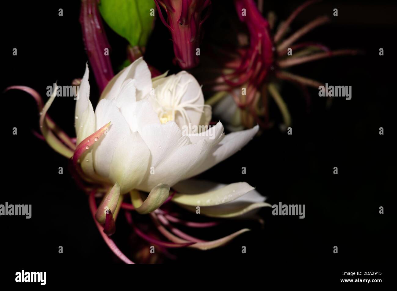 The Wijaya Kusuma (Epiphyllum Anguliger) flower blooms at midnight on a