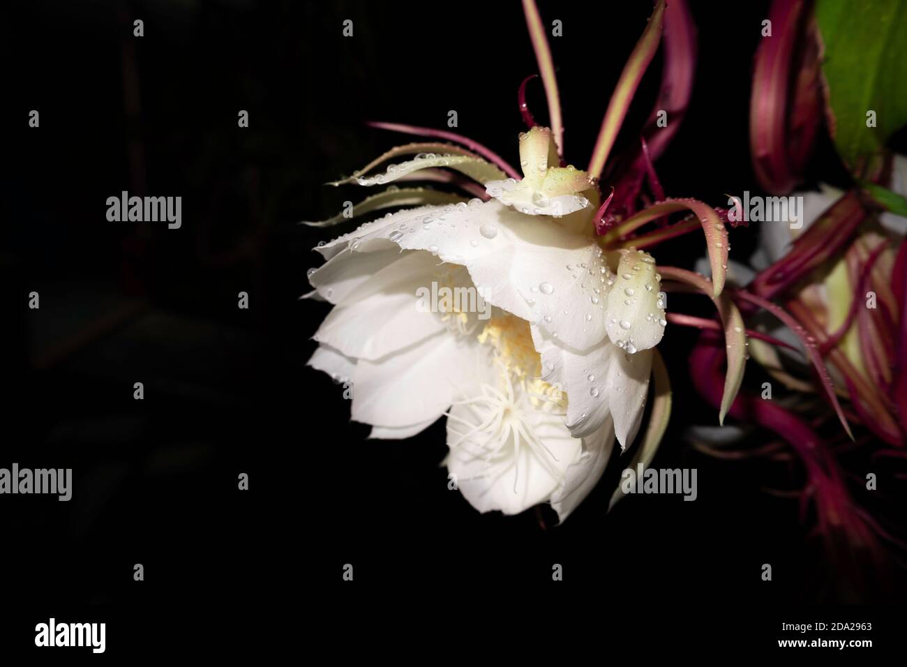 The Wijaya Kusuma (Epiphyllum Anguliger) flower blooms at midnight on a