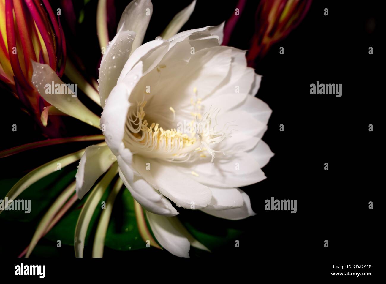 The Wijaya Kusuma (Epiphyllum Anguliger) flower blooms at midnight on a