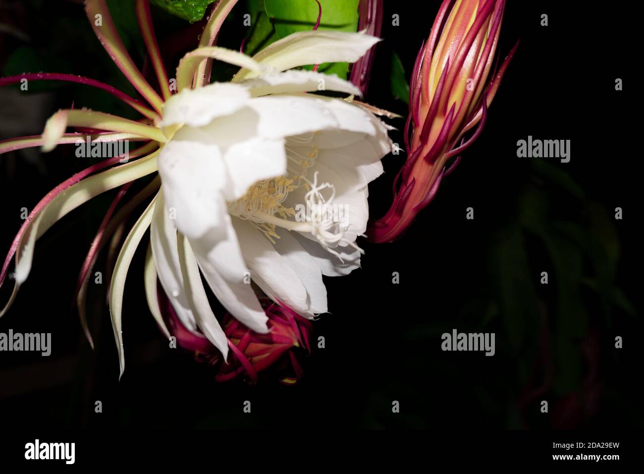 The Wijaya Kusuma (Epiphyllum Anguliger) flower blooms at midnight on a dark background Stock Photo