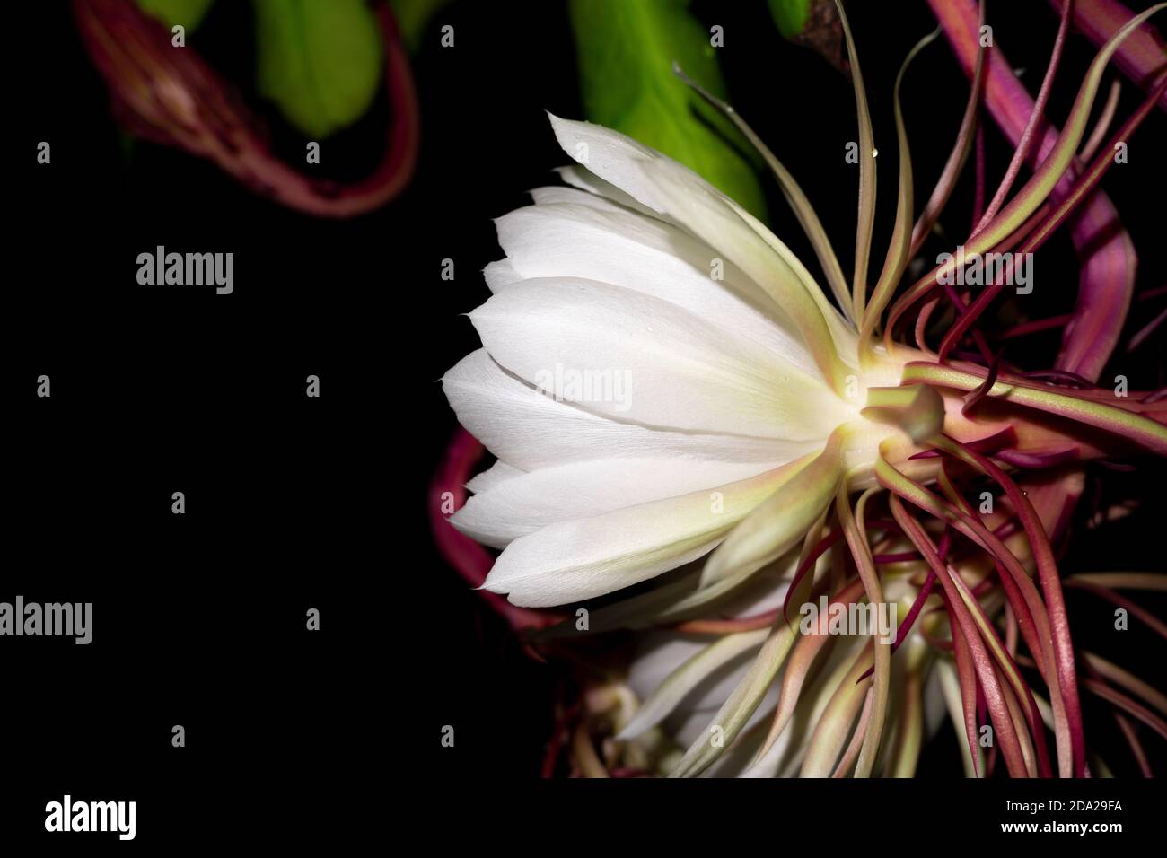 The Wijaya Kusuma (Epiphyllum Anguliger) flower blooms at midnight on a