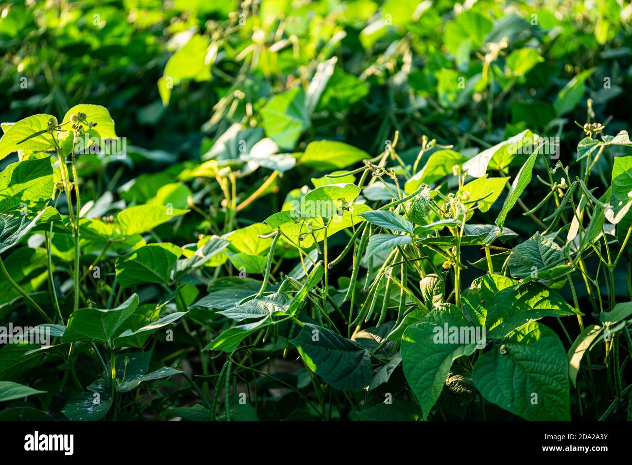 Green soybean field in sunny summer weather. Stock Photo