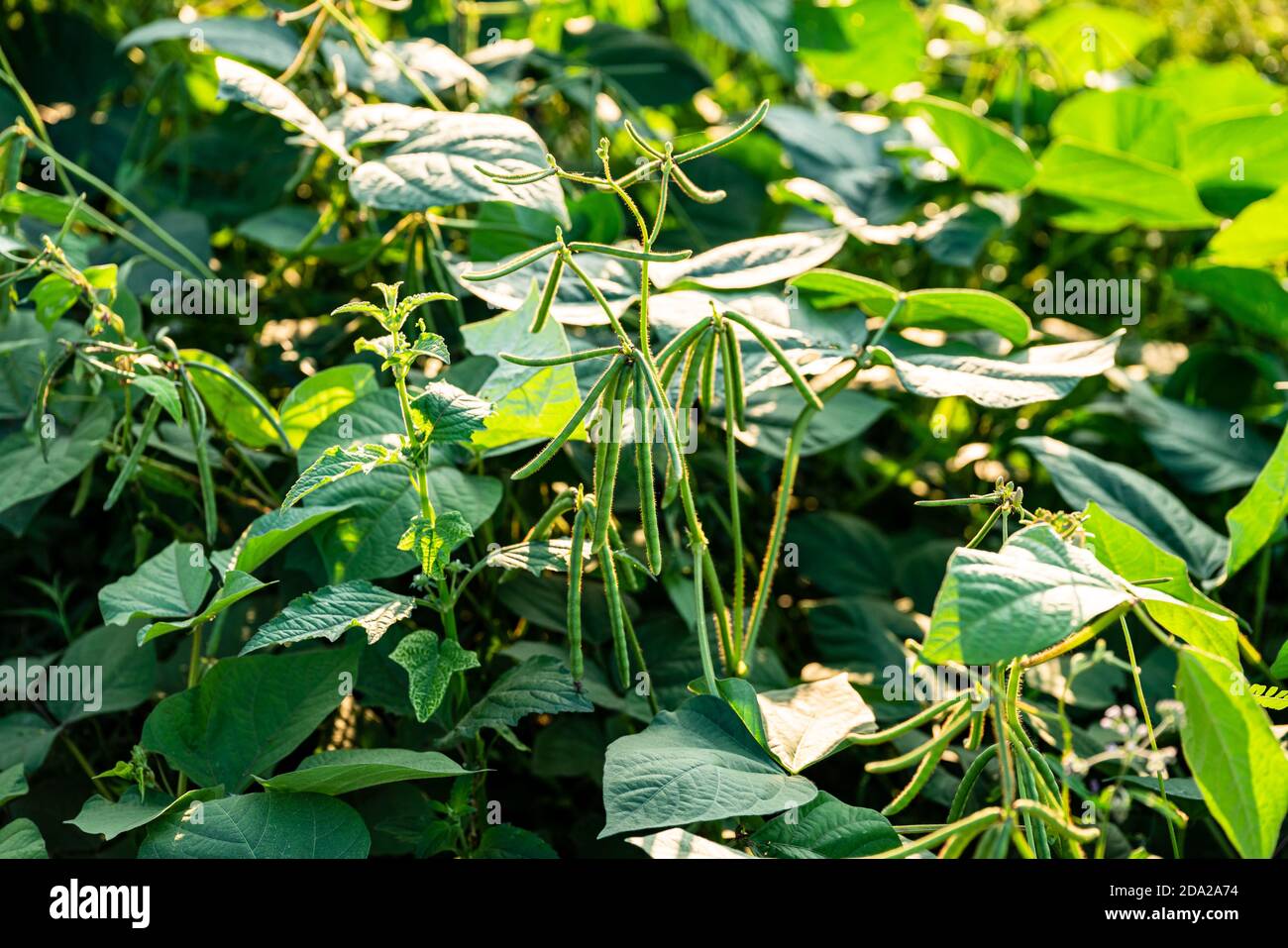 Green soybean field in sunny summer weather. Stock Photo