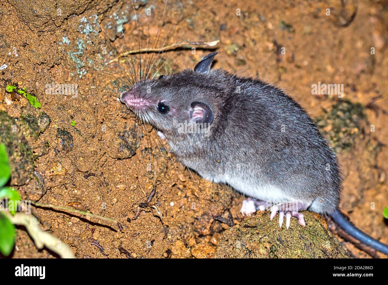 Sumichrast's Vesper Rat, Nyctomys sumichrasti, Tropical Rainforest,  Corcovado National Park, Osa Conservation Area, Osa Peninsula, Costa Rica,  Central Stock Photo - Alamy