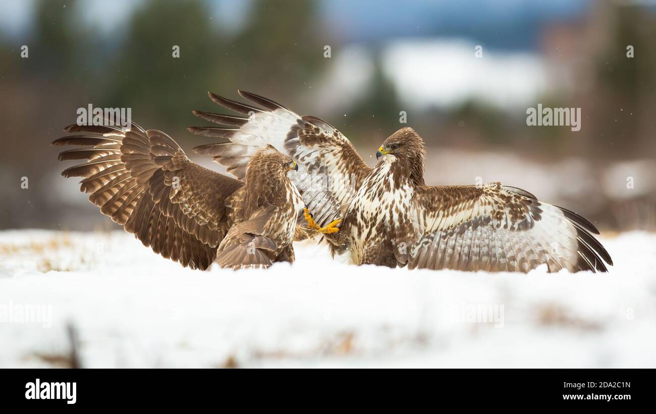 Two common buzzard fighting on snow in winter nature. Stock Photo