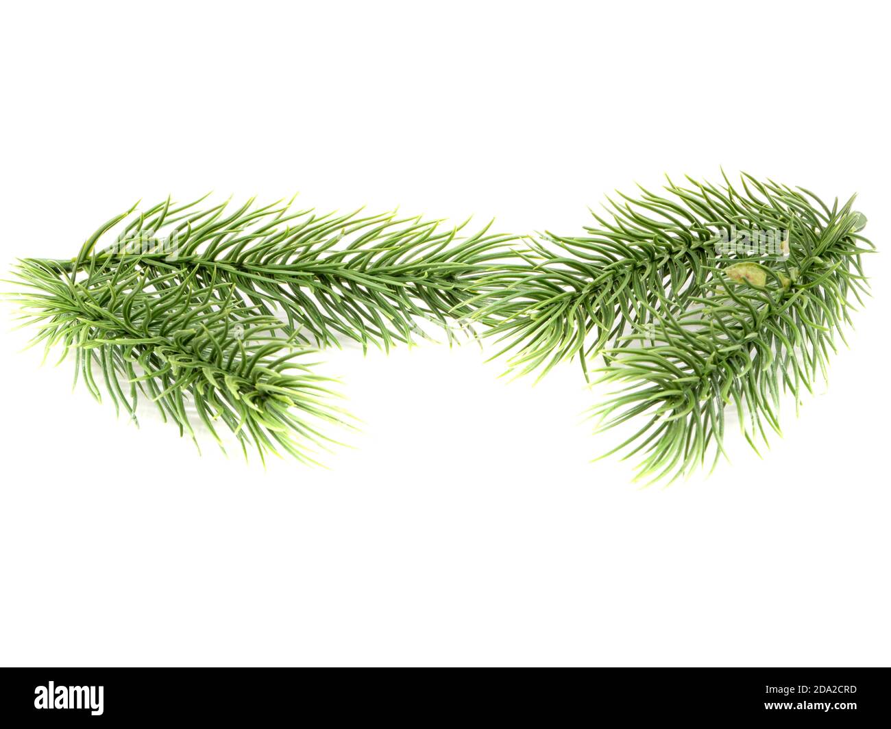 Fir branches isolated on white background Stock Photo