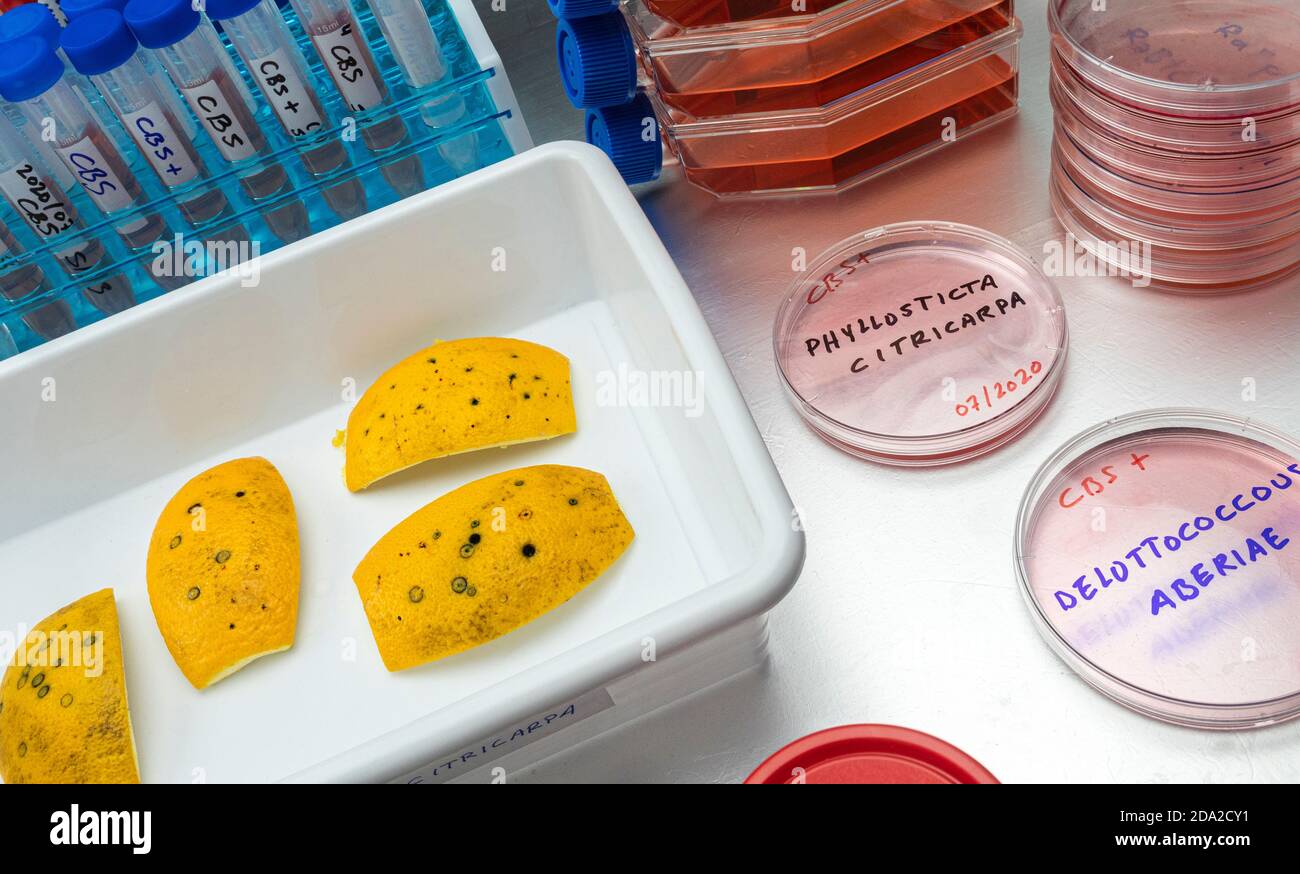 Scientific study of a tiny fungus in oranges called Phyllosticta citricarpa or black spot, it is a pest especially present in South Africa, petri dish Stock Photo