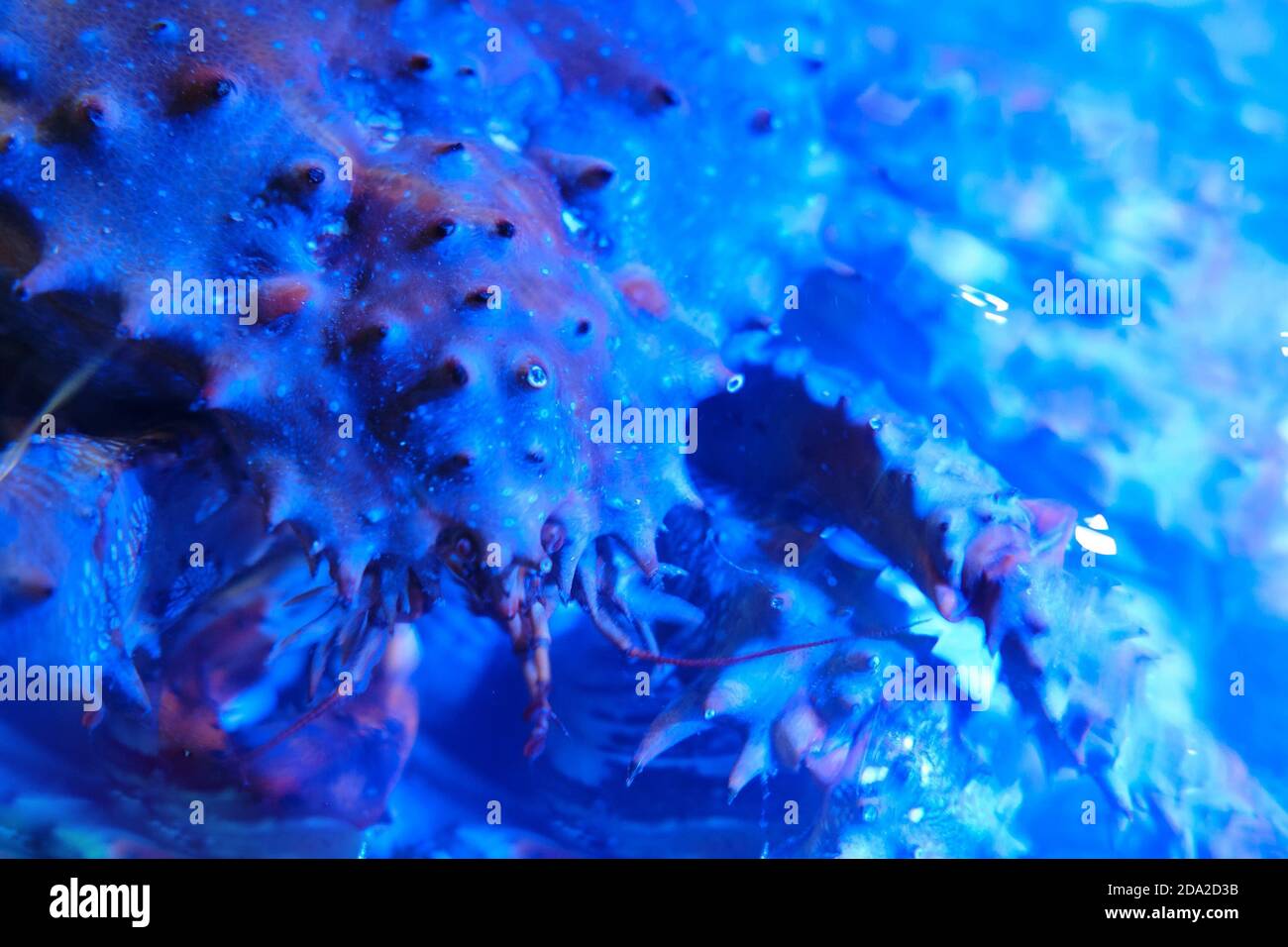 Red king crab (Paralithodes camtschaticus), also called Kamchatka crab