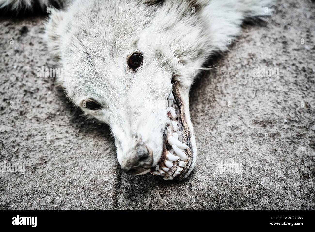 Terrible jaws of a dead dead wolf. Predator terrifying and fearful. Head of a dead wolf is fear in black eyes. Stock Photo