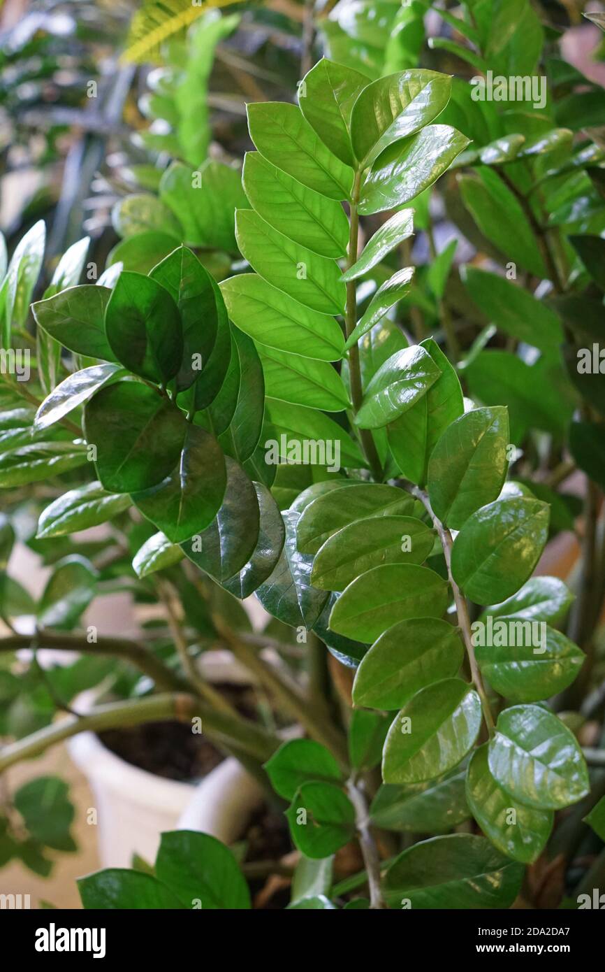 close up of green zamioculcas  (zamia) plant  minimalistic style.   Mock up interior photo simple urban jungle style Stock Photo