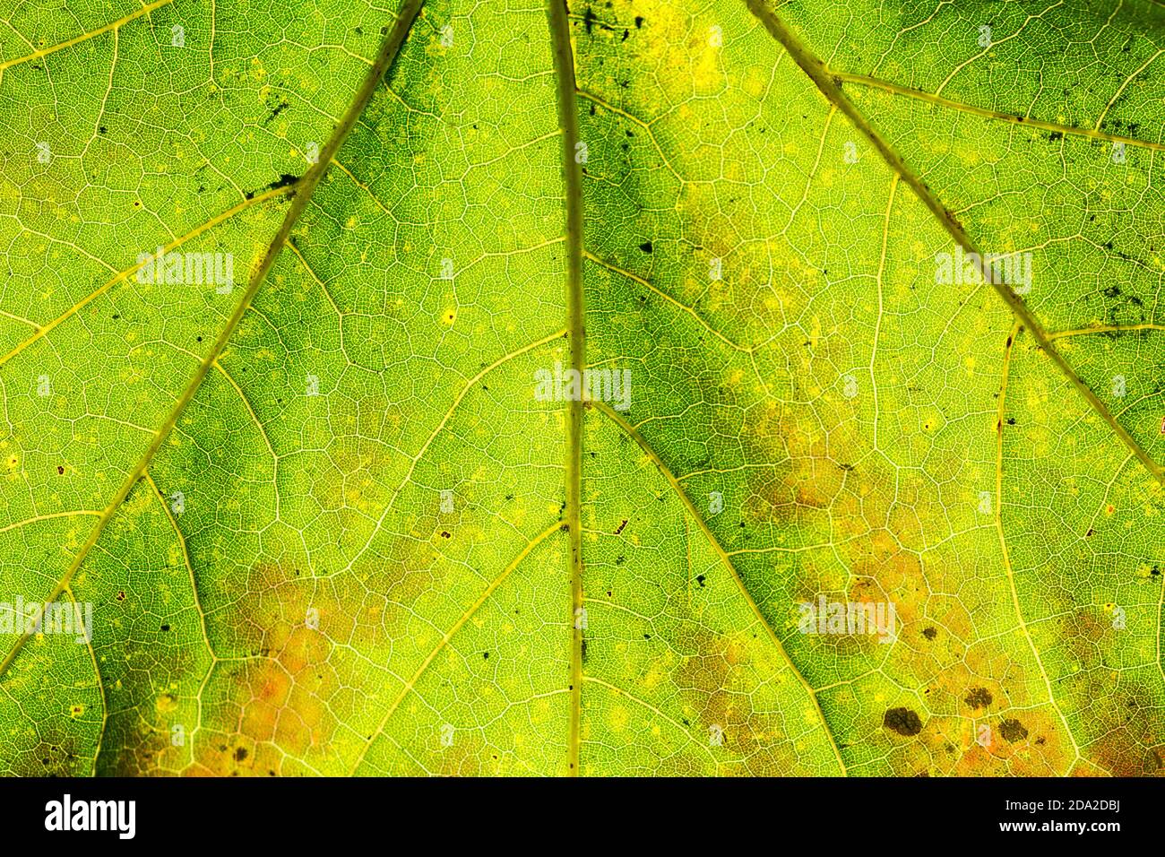 Closeup leaf hi-res stock photography and images - Alamy
