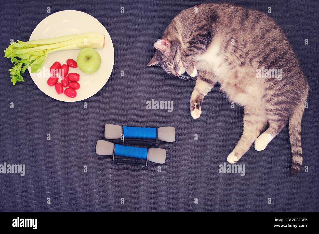 Cat on a yoga mat hi-res stock photography and images - Alamy