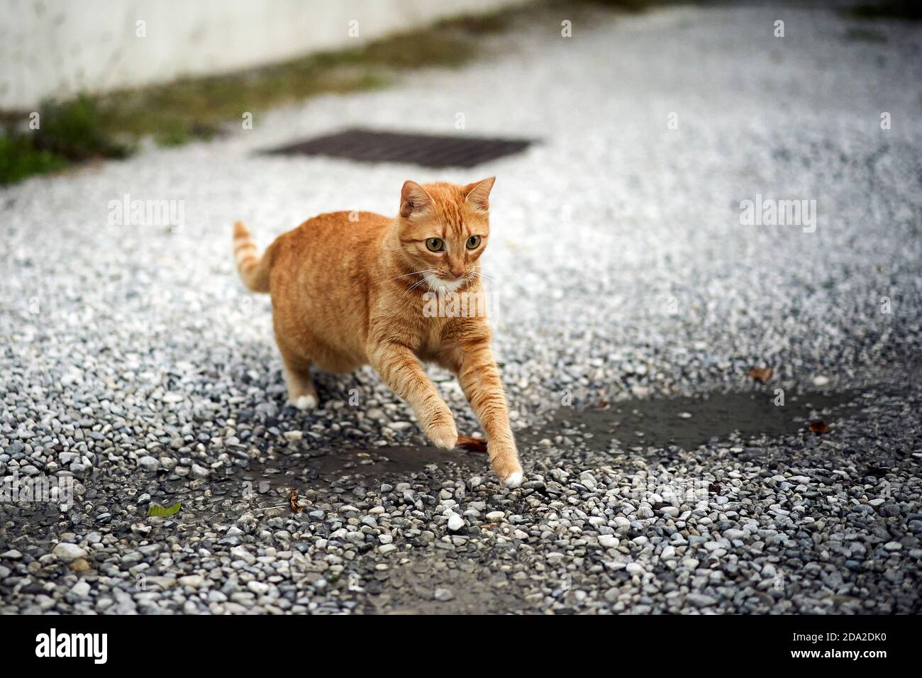 A cat jumping on a dirt road Stock Photo