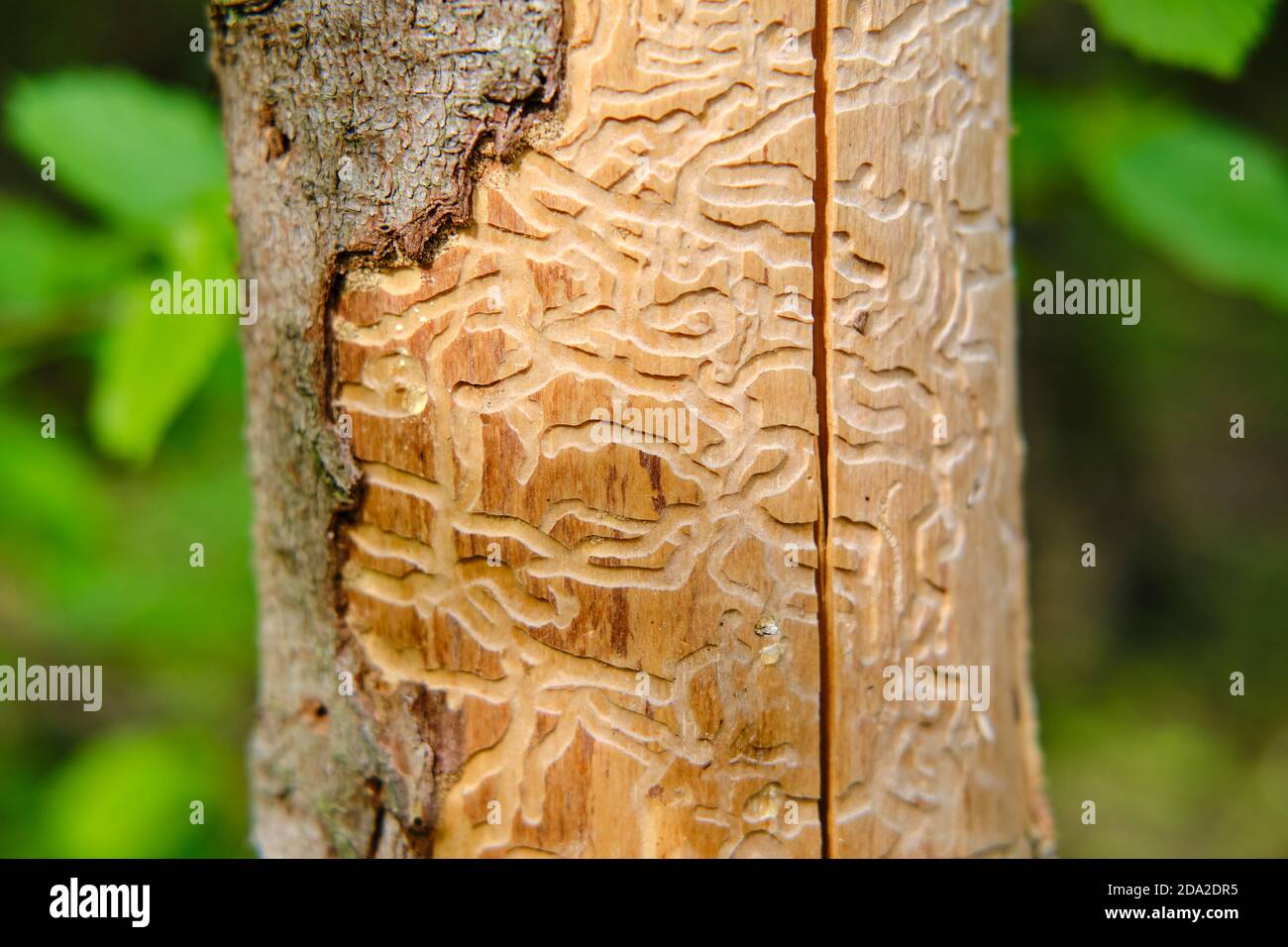 Wood worm corridors under a bark of pine tree. Imprint of the bark beetle under the bark of the