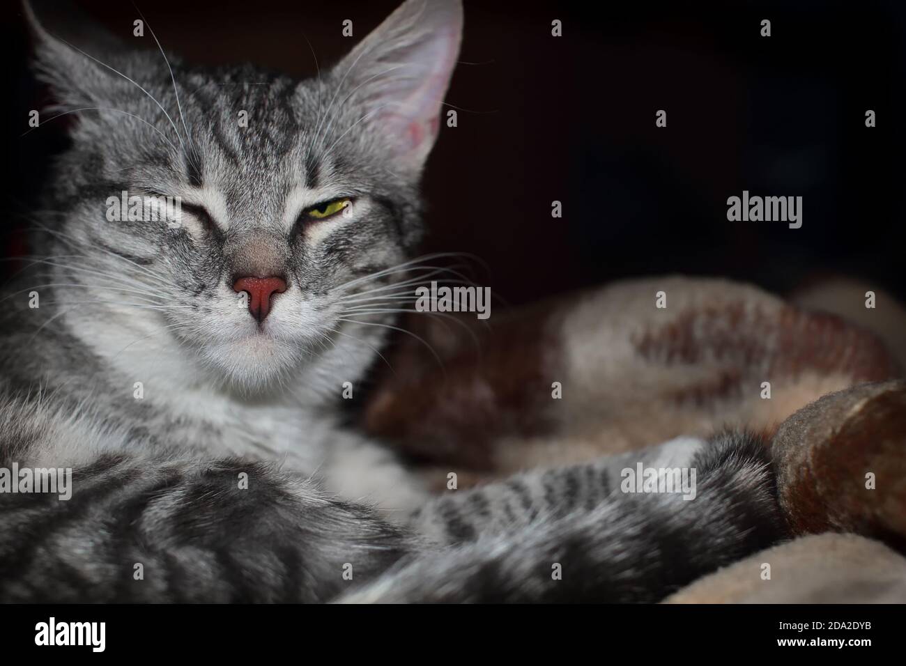 Grey and white cat with eyes half closed hires stock photography and