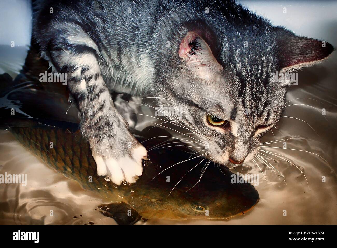 Grass carp big hi-res stock photography and images - Alamy