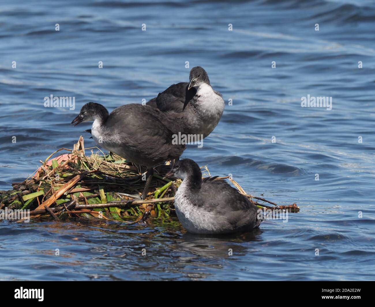 Juvenile coot hi-res stock photography and images - Alamy