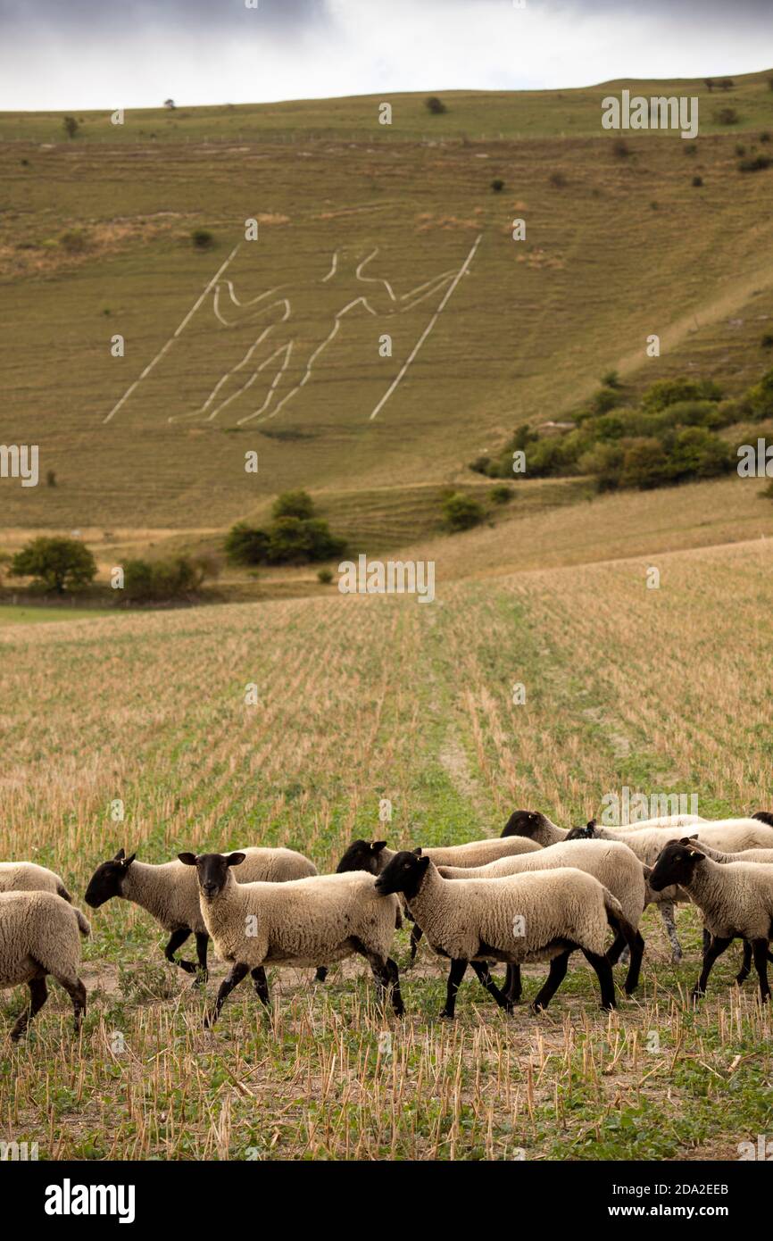 UK, England, East Sussex, Wilmington, sheep in South Downs field below Long Man figure on hillside Stock Photo