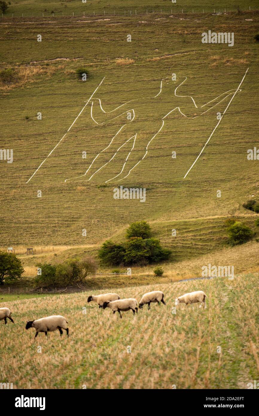 UK, England, East Sussex, Wilmington, sheep in field below Long Man figure on hillside Stock Photo