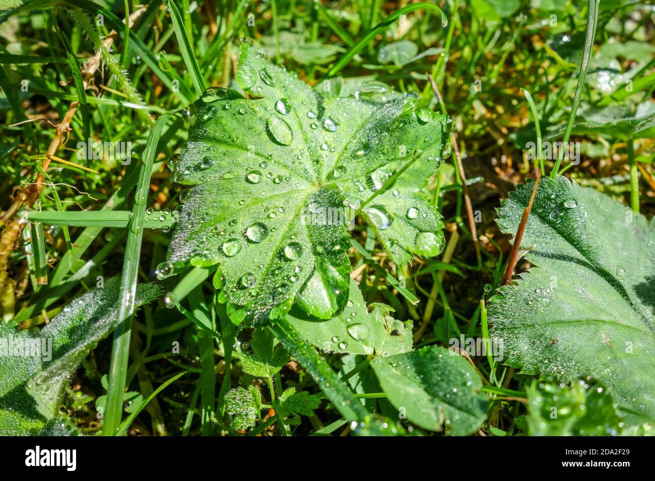 Close up of water drops on green leaves in morning light Stock Photo ...