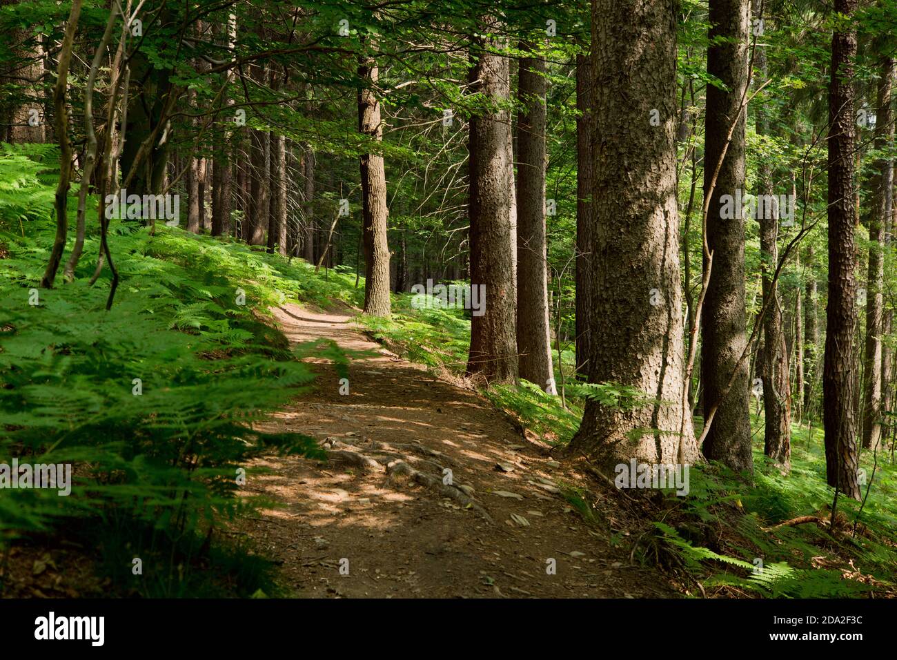 Forest path in spring hi-res stock photography and images - Alamy