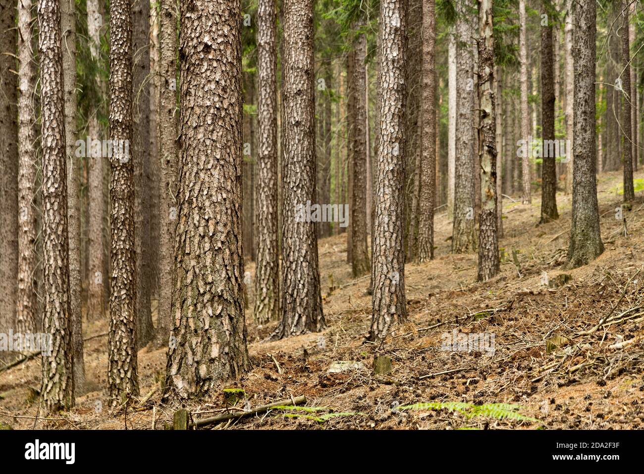spruce trunks landscape or natural forest background Stock Photo