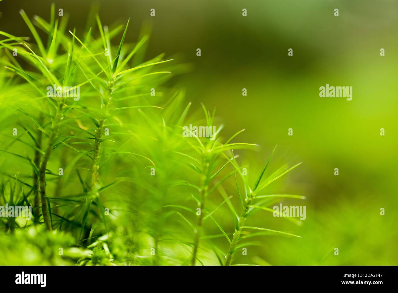 abstract green nature background with empty place for text Stock Photo