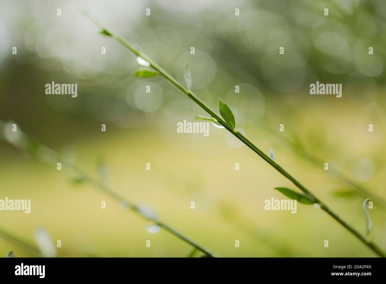 drops of water on grass leaves, nature background Stock Photo