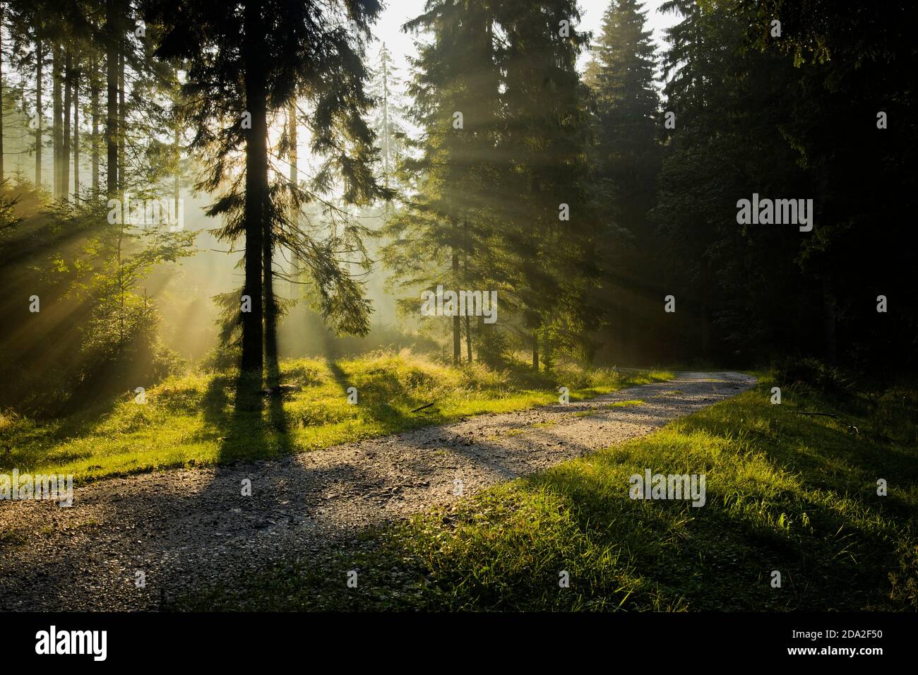 rays of the sun in spruce forest, morning sunbeams Stock Photo
