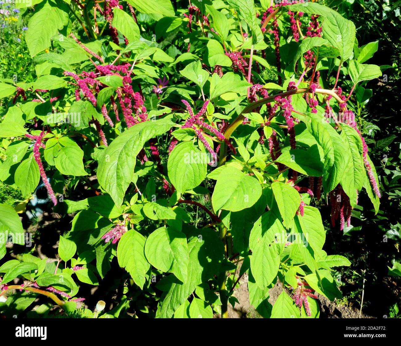Flowering amaranth plant in the Siberian garden Stock Photo Alamy