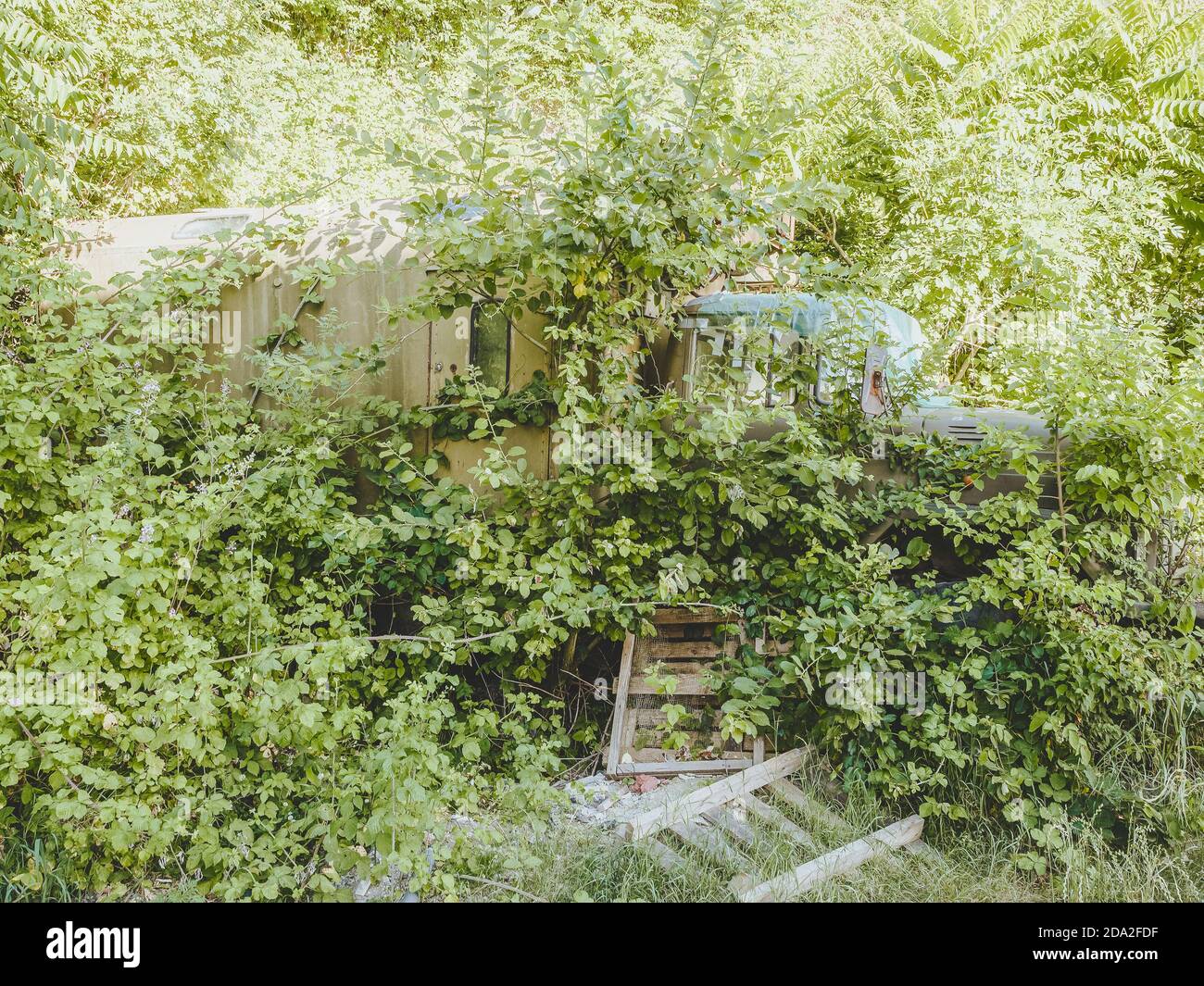 Iron old abandoned Soviet truck thickly overgrown with green bushes and ...