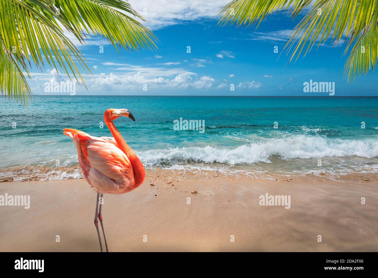 Flamingo on the beach in Aruba. Stock Photo