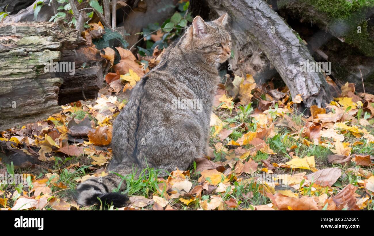 Wild cat in the autumn forest Stock Photo