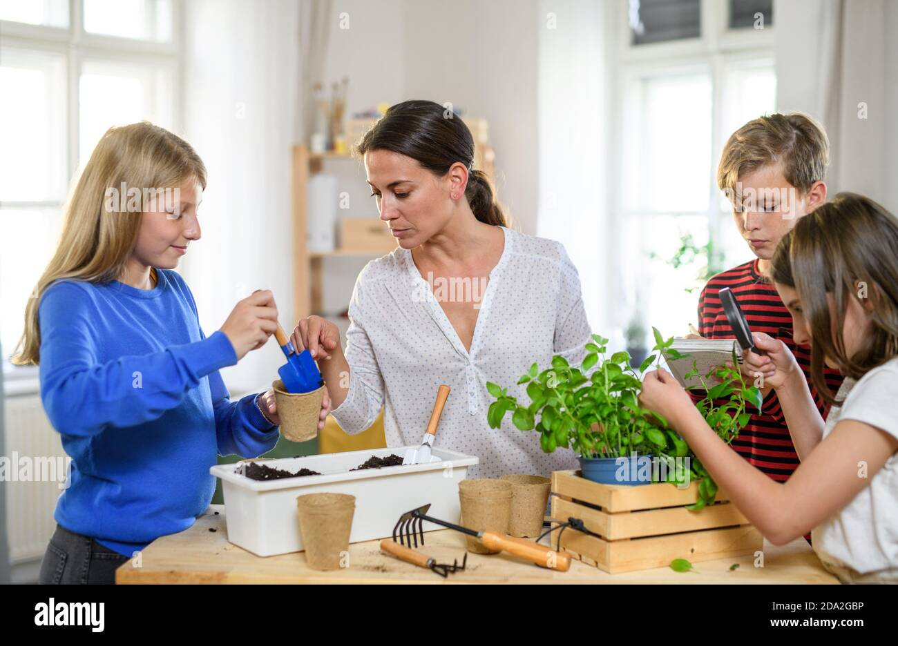 Group of homeschooling children with parent teacher planting herbs indoors, coronavirus concept. Stock Photo