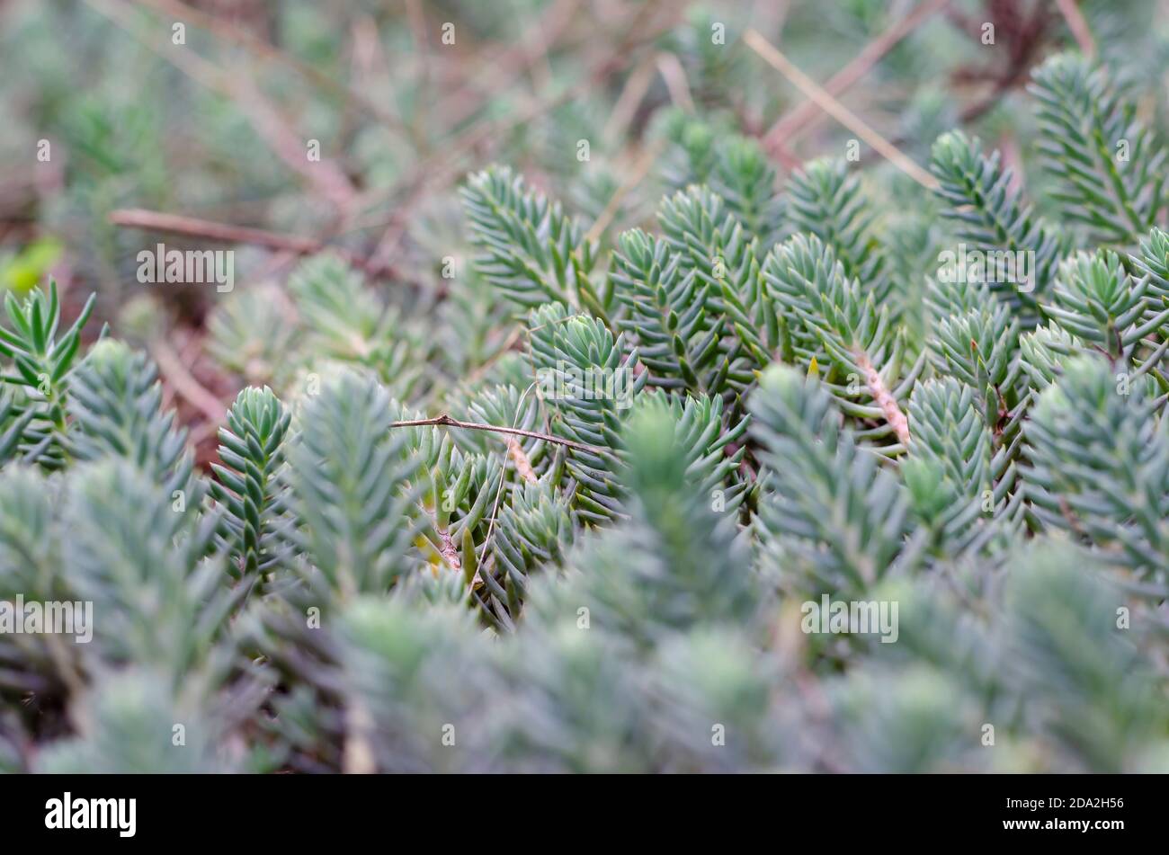 Concept is Christmas and New Year's atmosphere.  Young shoots of blue pine. Detailed photo of many new branches of wood. Macro shot. Stock Photo