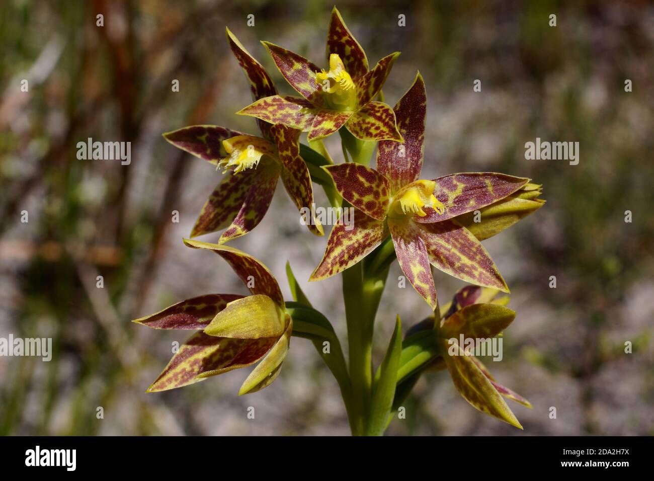 Brown and yellow flowers of Thelymitra benthamiana, Leopard orchid, endemic to Australia, near Esperance, Western Australia Stock Photo