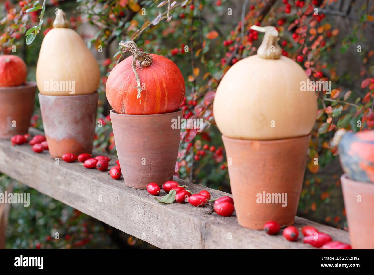 Autumn garden display of pumpkins in pots in a row on a wooden shelf. UK Stock Photo