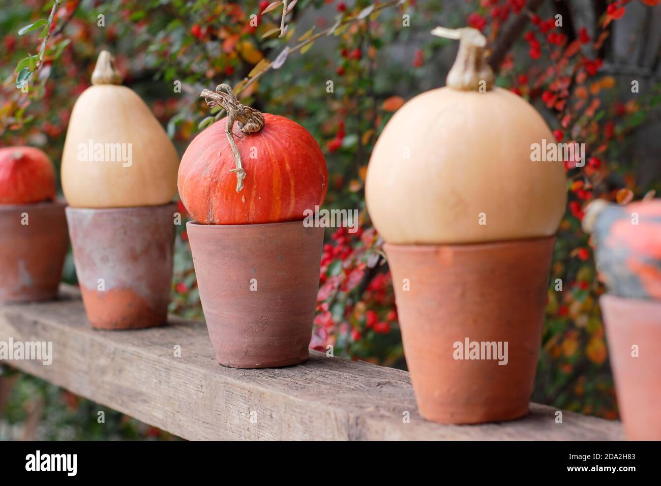 Autumn garden display of pumpkins in pots in a row on a wooden shelf. UK Stock Photo