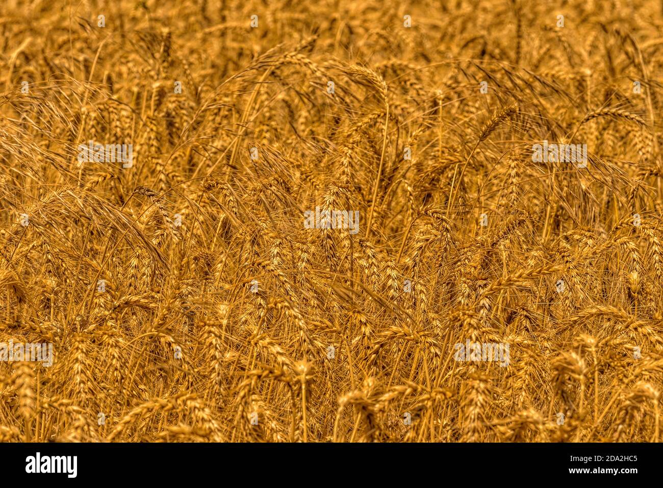 Wheatfields blowin' in the breeze. Ready for harvesting. Stock Photo