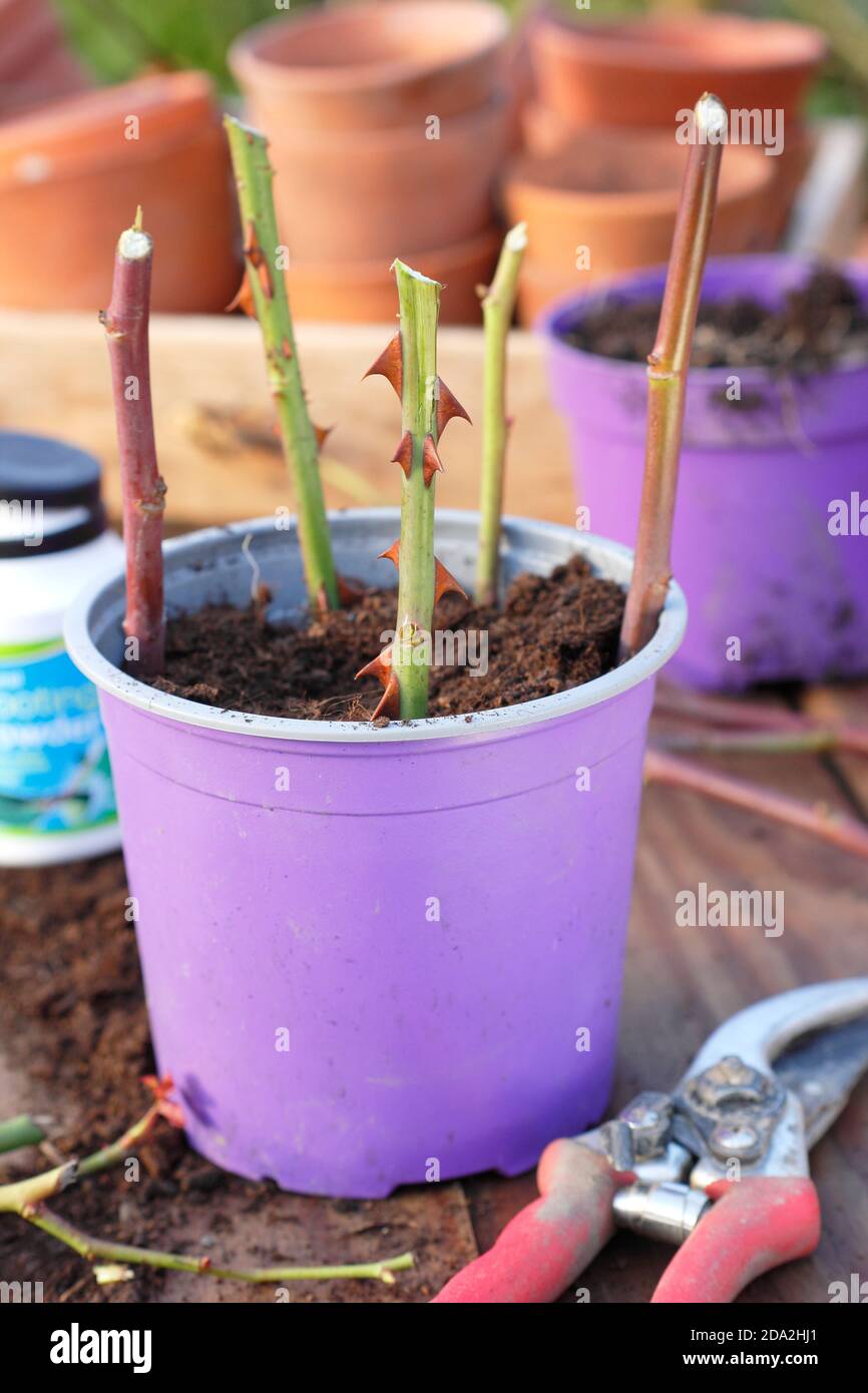 Rosa cuttings in autumn. Propagating rose plants from hardwood cuttings placed around the edge