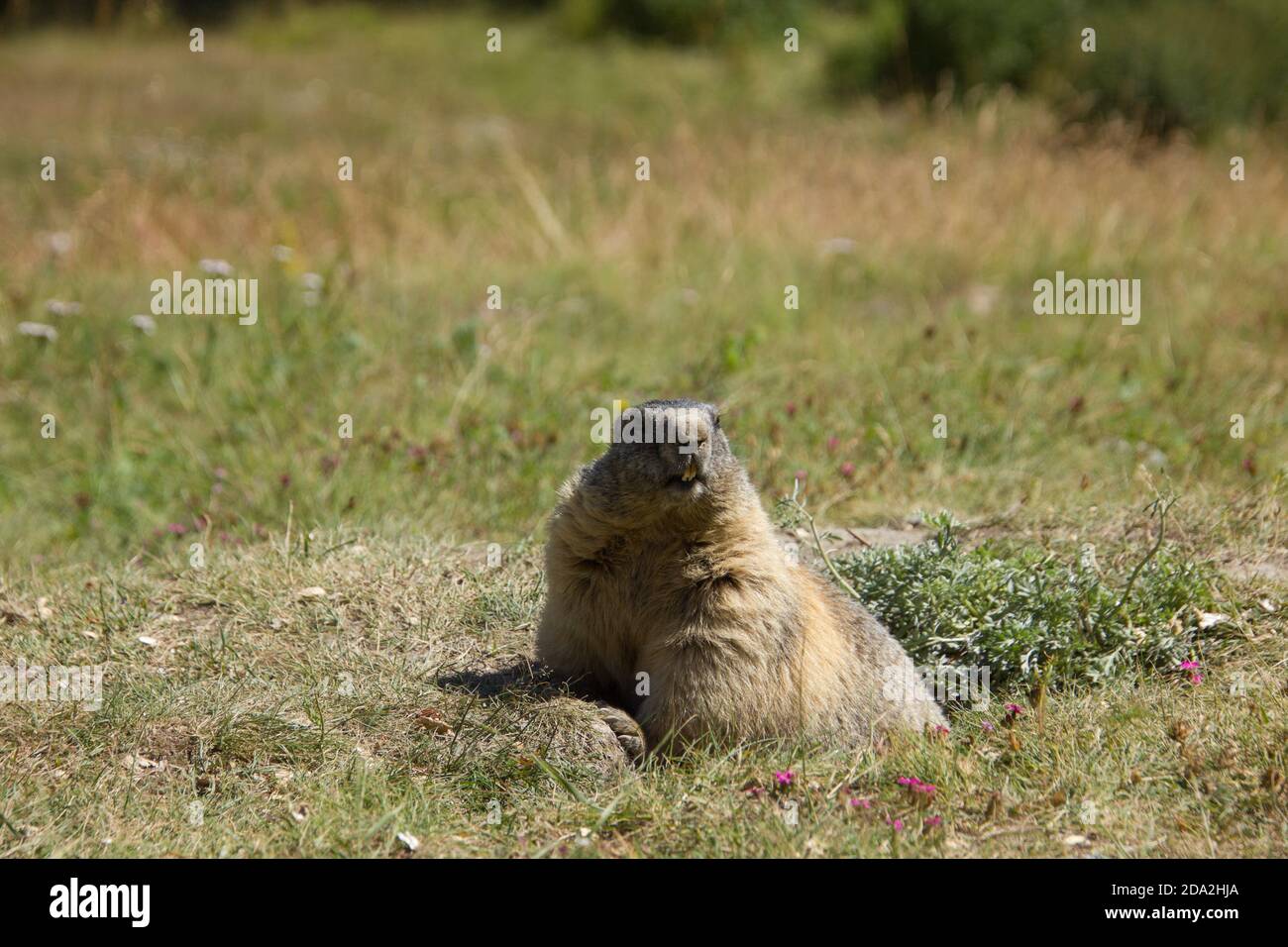 Swiss marmot hi-res stock photography and images - Page 3 - Alamy
