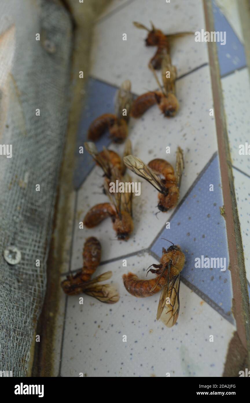Dead Bee Out High Resolution Stock Photography and Images - Alamy