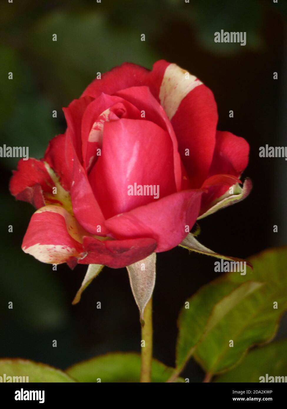 Macro shot of a beautiful red rose in its full bloom Stock Photo - Alamy